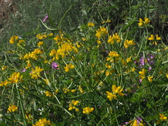 Securigera securidaca