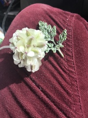 Cymopterus