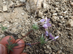 Leptosiphon breviculus