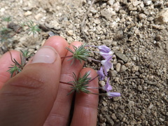 Leptosiphon breviculus