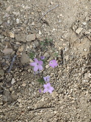 Leptosiphon breviculus