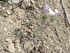 Leptosiphon breviculus