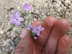 Leptosiphon breviculus