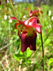 Sarracenia rubra