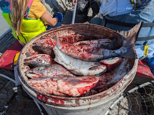 Sockeye Salmon photographed in Alaska