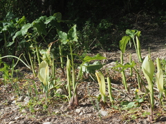 Arum concinnatum