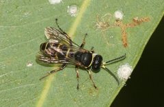 Bembicinae