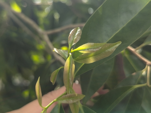 Ilex cymosa observed 2024-07-20