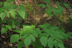 Aruncus