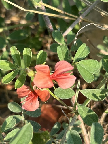 Indigofera miniata