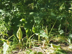 Arum concinnatum