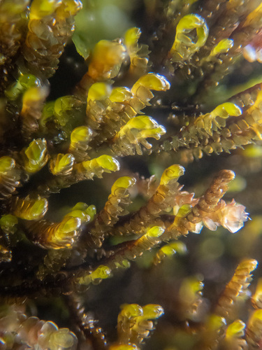 Wedge Notchwort (Anastrophyllum sphenoloboides)