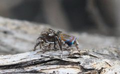 Maratus tasmanicus