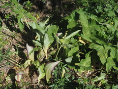 Arum concinnatum