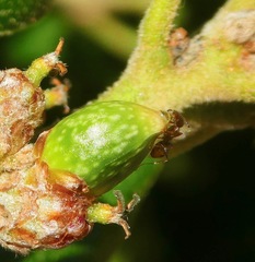 Callirhytis carmelensis