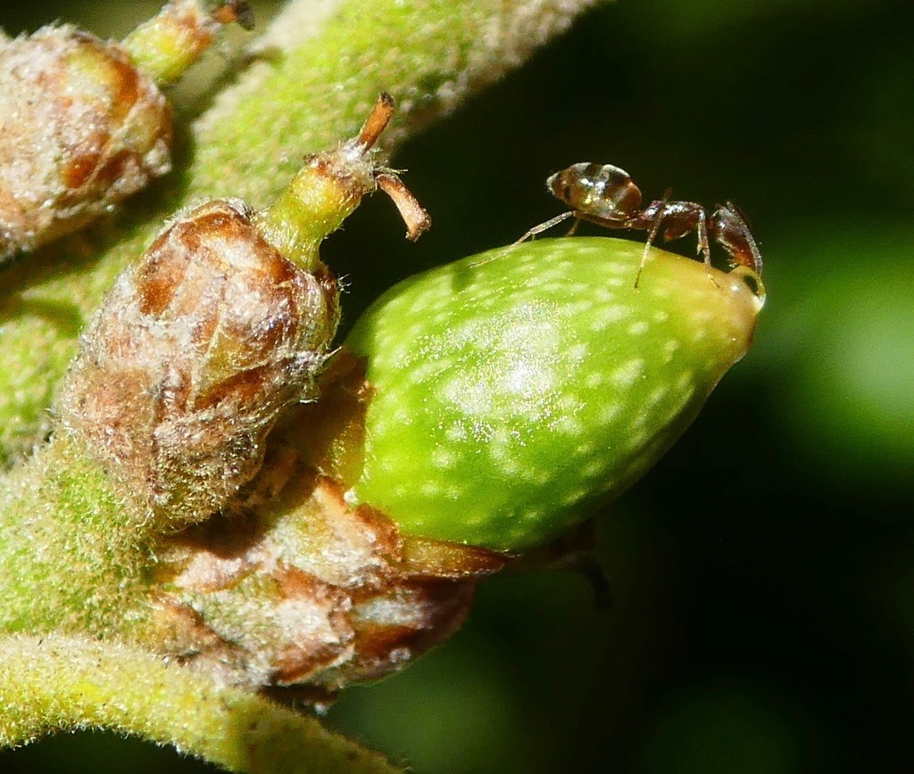 Mottled Acorn Gall Wasp