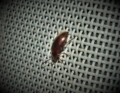 Hymenalia