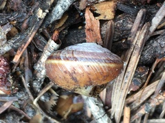 Monadenia mormonum