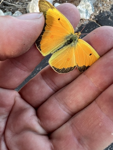 iNaturalist observation photo of Orange Sulphur