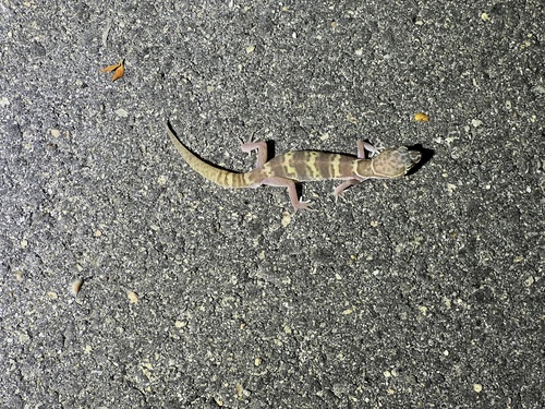 iNaturalist observation photo of Western Banded Gecko