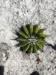 Discocactus