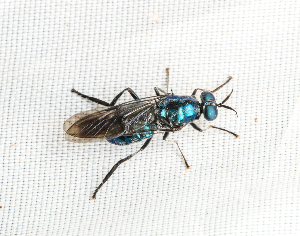 Nigritomyia cyanea