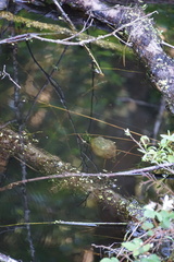 Ambystoma gracile