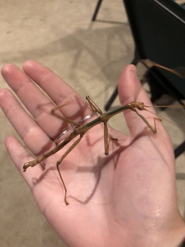 Giant Walkingstick photo 5