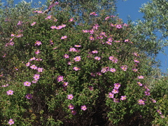 Cistus creticus creticus