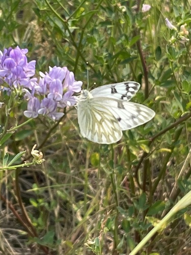 Western White