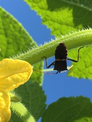 Leptoglossus clypealis