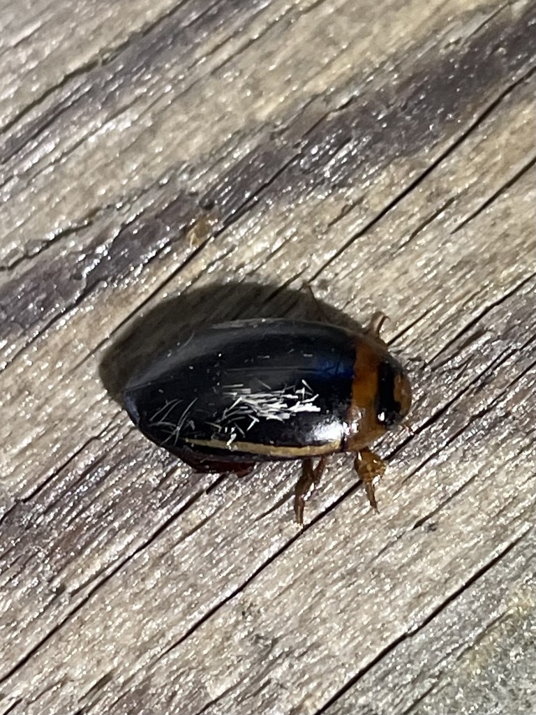 Hydaticus bimarginatus from S Cobia Way, Nags Head, NC, US on July 19 ...