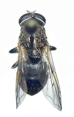 Myolepta