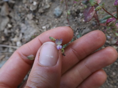 Collinsia callosa