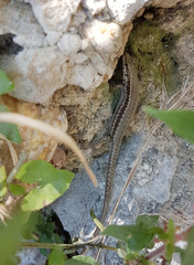 Podarcis muralis