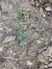 Collinsia callosa
