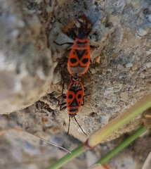 Pyrrhocoris apterus
