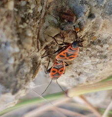 Pyrrhocoris apterus