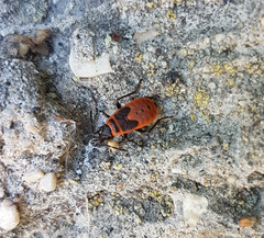Pyrrhocoris apterus