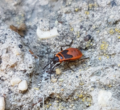Pyrrhocoris apterus