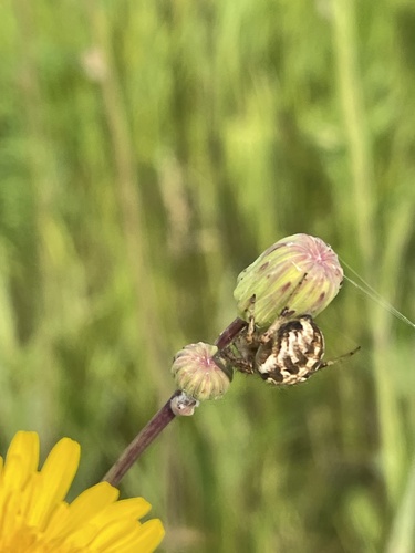 Arabesque Orbweaver