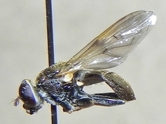 Myolepta
