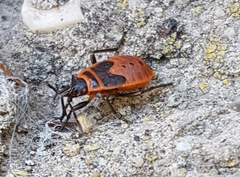 Pyrrhocoris apterus