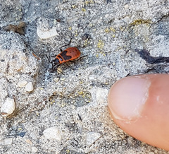 Pyrrhocoris apterus