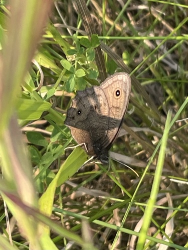 Common Wood-Nymph