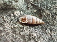 Solatopupa similis
