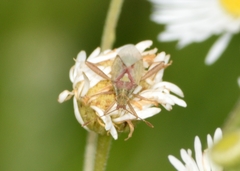 Harmostes reflexulus