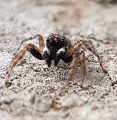Menemerus semilimbatus