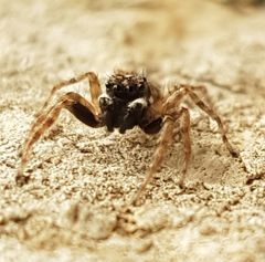 Menemerus semilimbatus