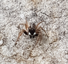 Menemerus semilimbatus